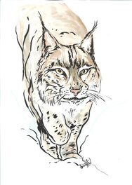 Ingrid De Vuyst - Le Lynx - Illustration originale
