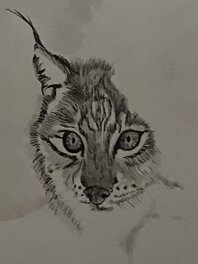 Ana Dess - Ana Dess, illustration originale, Lynx. - Original Illustration