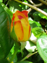 Gommeuse