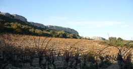 Les vignes de la Clape