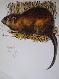 René Hausman - Spirou Nature : Le Rat musqué, 1964. - Illustration originale