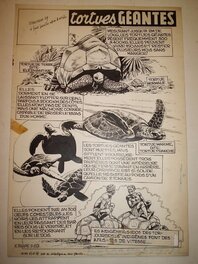 Eddy Paape - Le Coin des petits Curieux, « Les Tortues géantes », 1954. - Comic Strip