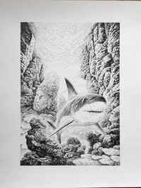 Milan Jovanovic - Le jardin des têtes - le requin - Illustration originale