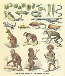 La chaîne évolutive vue à l'époque de Charles Darwin.