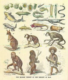 La chaîne évolutive vue à l'époque de Charles Darwin. La chaîne évolutive vue à l'époque de Charles Darwin.