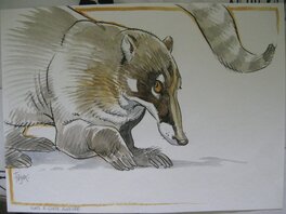 Frank Pé - Coati - Illustration originale