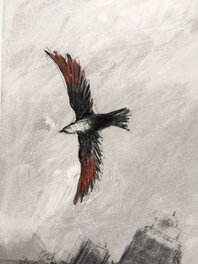 Détail rapace Détail rapace