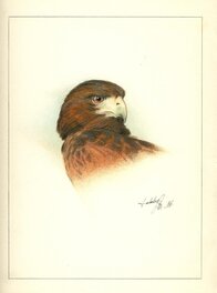 Tête d'aigle