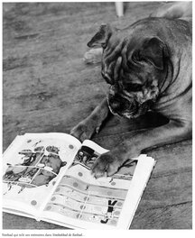 Le "vrai" Simbabbad, le bouledogue de Fred qui lui inspira son personnage Le "vrai" Simbabbad, le bouledogue de Fred qui lui inspira son personnage