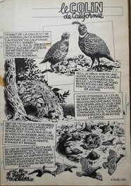 Eddy Paape - Le coin des petits curieux : le colin de Californie (journal Spirou, 1954) - Comic Strip