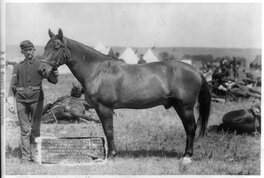 " Comanche ", la monture du capitaine Keogh, " seul survivant du bataillon de Custer "