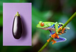 L'Aubergine et La Grenouille !!!!! ,.....Tout L'Art de Silvio Cadelo . L'Aubergine et La Grenouille !!!!! ,.....Tout L'Art de Silvio Cadelo .