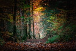Deux Semaines ont Passé ..., Trois Semaines ... dans La Forêt Automnale de Diosamante... Deux Semaines ont Passé ..., Trois Semaines ... dans La Forêt Automnale de Diosamante...