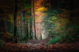 Deux Semaines ont Passé ..., Trois Semaines ... dans La Forêt Automnale de Diosamante...