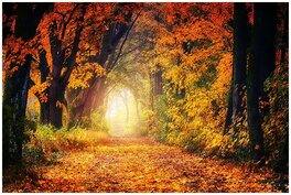 La Forêt Automnale .....du Pays de La Belle Diosamante .... La Forêt Automnale .....du Pays de La Belle Diosamante ....