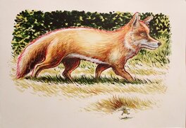 Phicil - Le renard et Rainette - Original Illustration