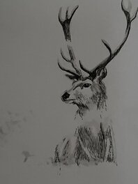 Ana Dess, illustration originale, Cerf.