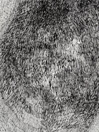 Détail Détail
