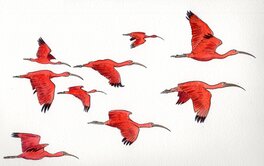Fabien Rypert - Ibis rouge de bolivie - Illustration originale