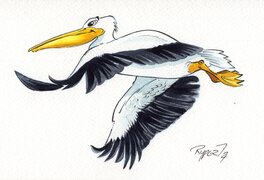 Fabien Rypert - Pélican de Floride - Illustration originale