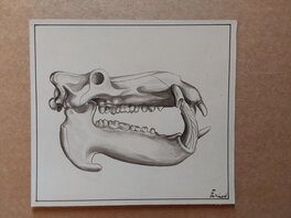 La 3 : Fergal avec Le Crane de L'Hippopotame au Format : 16,5 X 18 Cm .