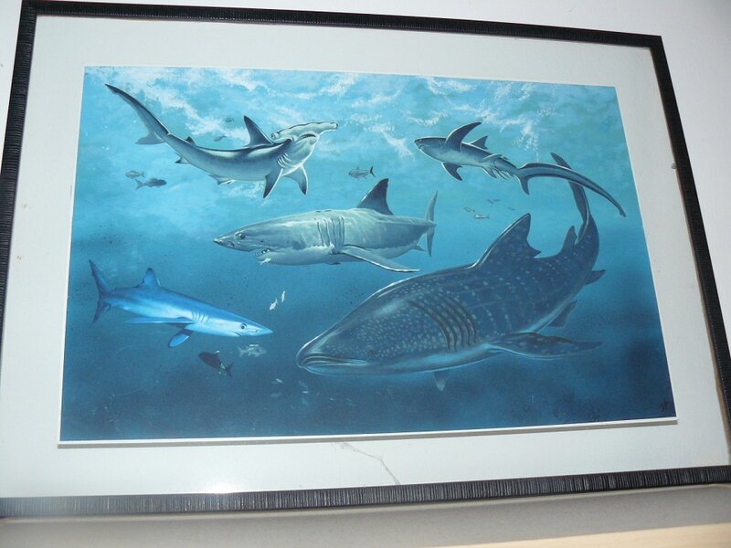 Illustration de requins - Jeronaton - Illustration originale