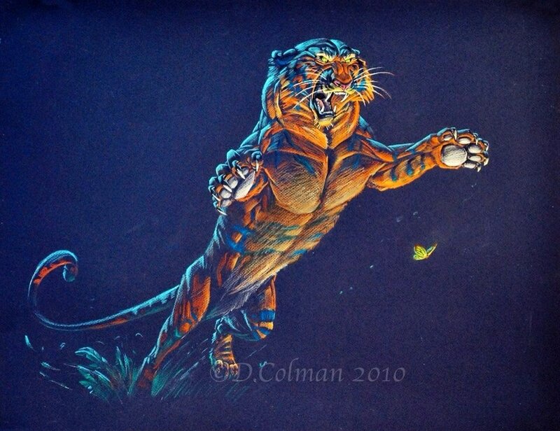 Tigre2 colman - Illustration originale