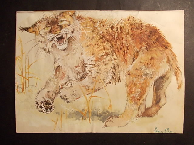 René Hausman, Spirou Nature : Le Lynx (1), 1959. - Illustration originale