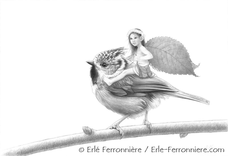 Erlé Ferronnière, La fée sur la mésange huppée (crayon) - Illustration originale