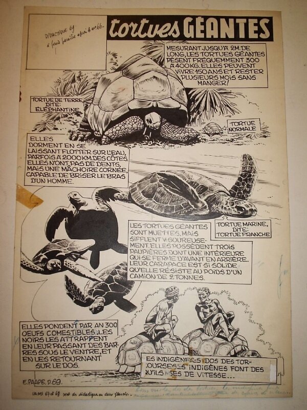 Eddy Paape, Le Coin des petits Curieux, « Les Tortues géantes », 1954. - Comic Strip