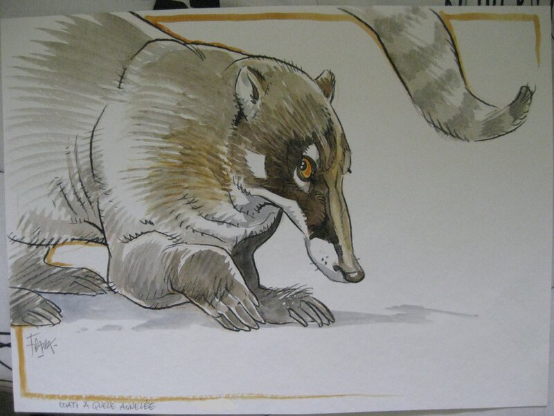 Coati by Frank Pé - Original Illustration