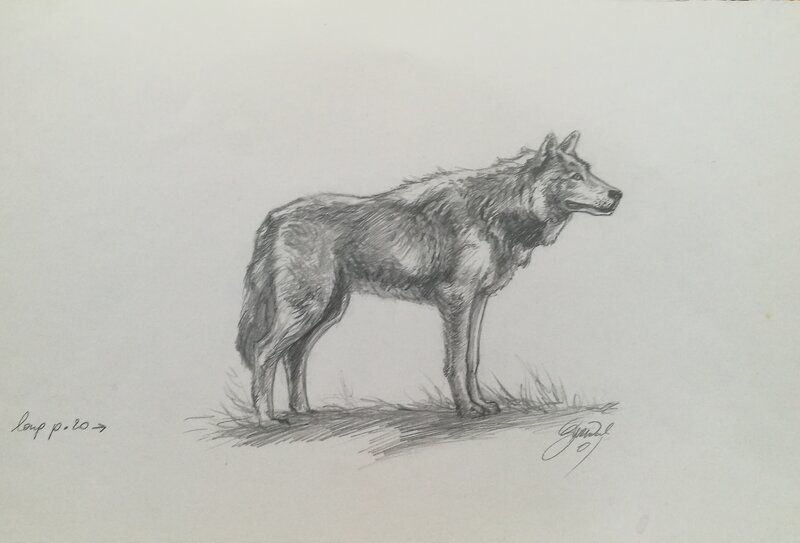 Loup par Gwendal Lemercier - Illustration originale