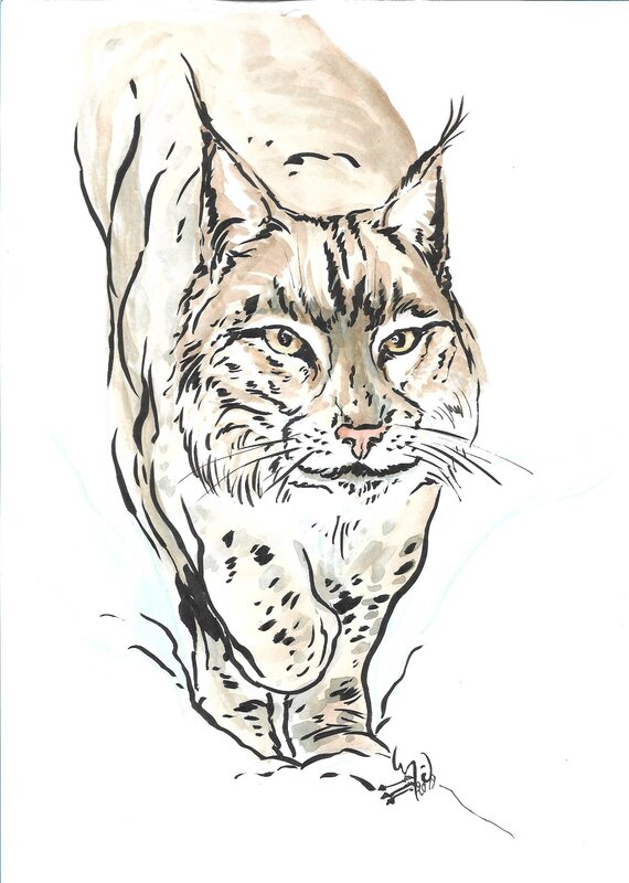 Le Lynx by Ingrid De Vuyst - Original Illustration
