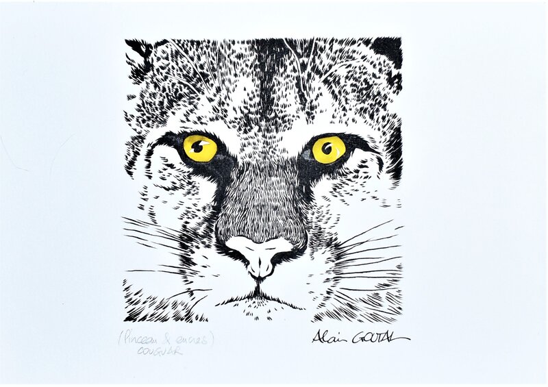 Cougar par Alain Goutal - Illustration originale