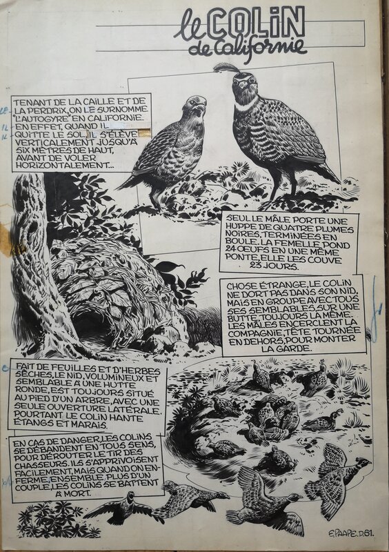 Eddy Paape, Le coin des petits curieux : le colin de Californie (journal Spirou, 1954) - Planche originale