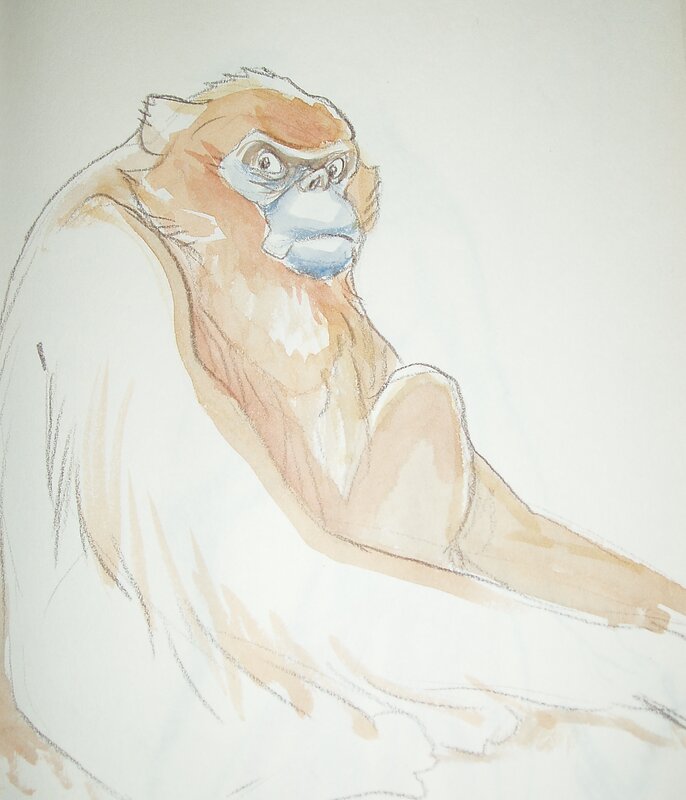 Monkey by Frank Pé - Sketch