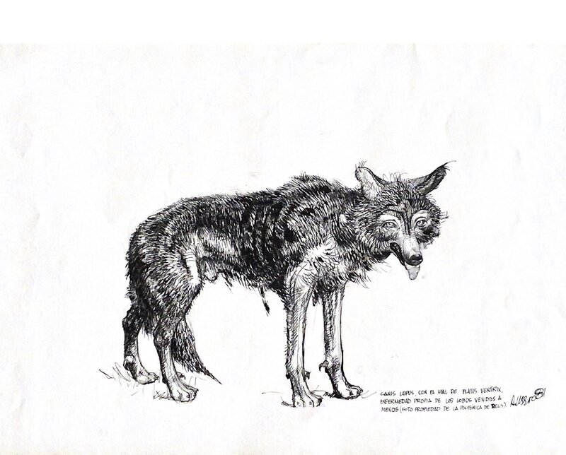 Un loup déchu par Adolfo Usero - Illustration originale