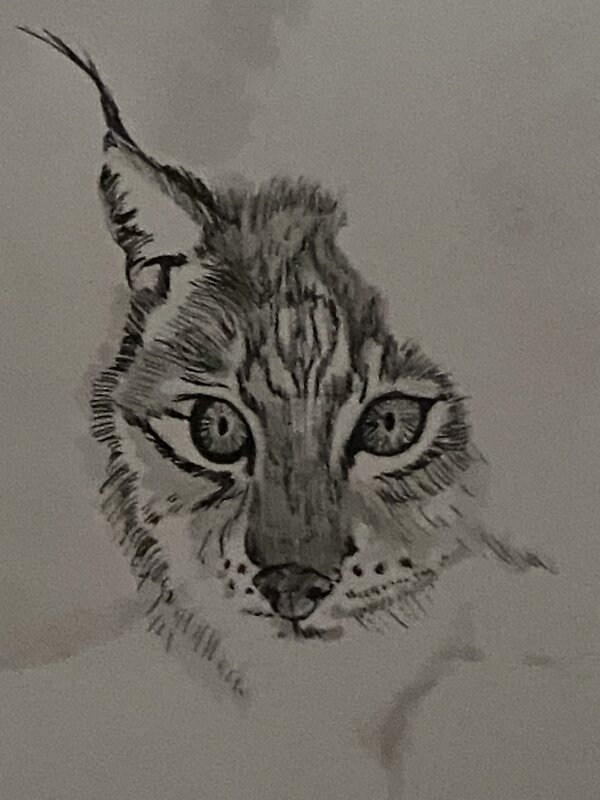Ana Dess, illustration originale, Lynx. - Illustration originale