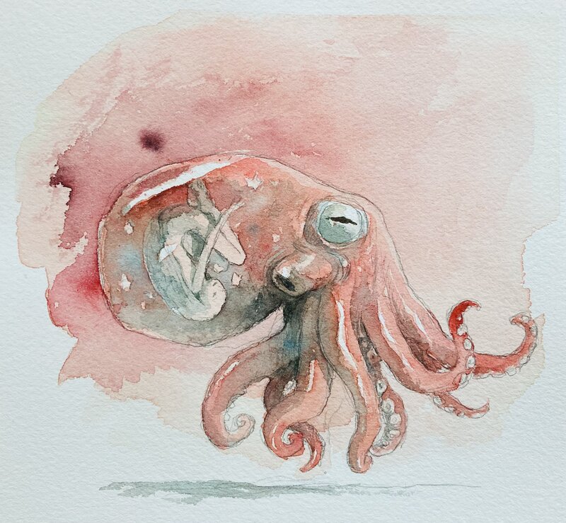 Octopus I - Publié by Tony Sandoval - Original Illustration