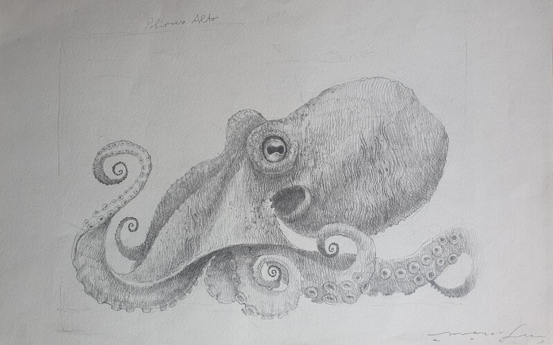 Octopus by Marco Leoni - Illustration originale