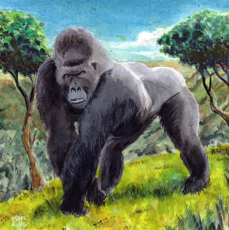 En vente - Marc Rouchairoles, Gorile devant 2 arbres - Illustration originale