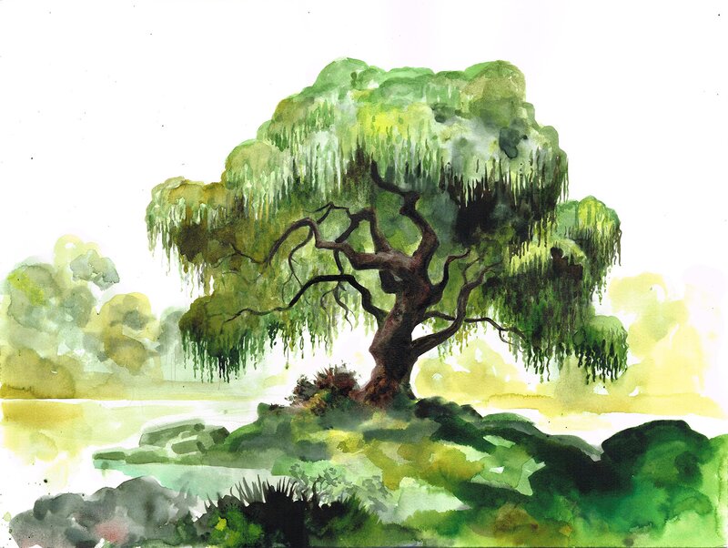 En vente - Saule pleureur par Pierre Taranzano - Illustration originale