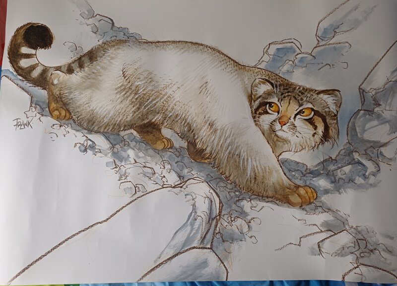 Manul by Frank pé - Original Illustration