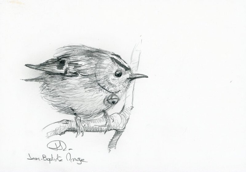 En vente - Jean-Baptiste Monge, Le Roitelet au grelot - Illustration originale