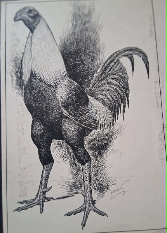 Malik, Le coq Wallon + other drawing on the back scene Archie Cash - Illustration originale