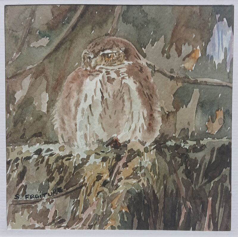 Sylviane Fraiture, René Hausman, Chouette - Aquarelle Sylviane Fraiture - 15x15cm - Illustration originale