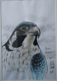 François Plisson - Le faucon de francois plisson - Illustration originale